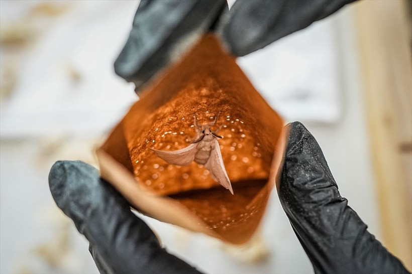 Dünyada sadece 7 tane var biri Bursa'da! Bu böcekler 1500 metre ip yapabiliyor - Resim: 2