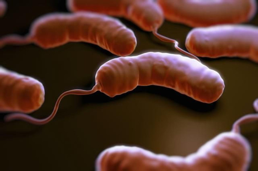 Avrupa'da görülmüştü! Vibrio bakterisi Türkiye'de de ortaya çıktı... - Resim: 2