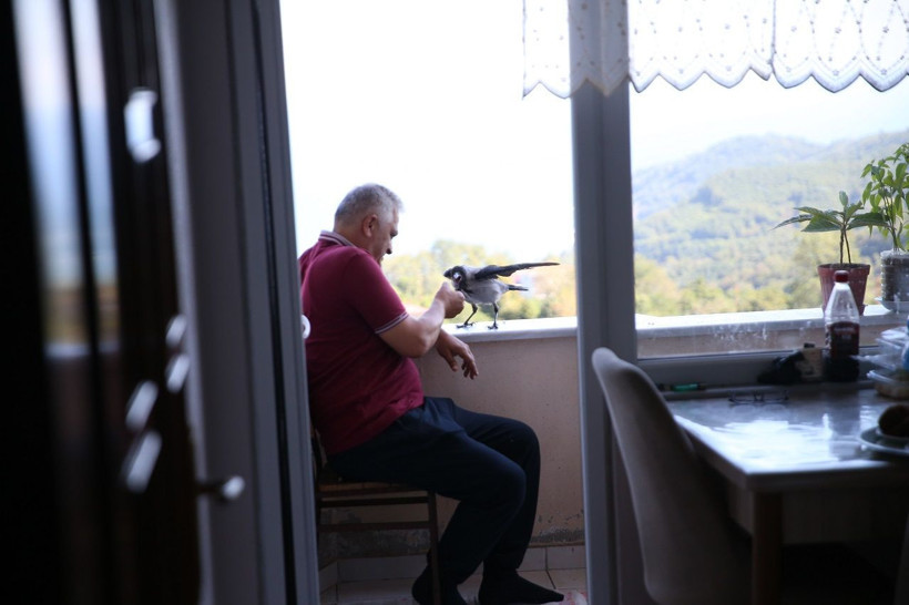 Ordu'da karga ile dost olan fındık üreticisi akıllara Yaren Leylek ile Adem Amca'yı getirdi... - Resim: 3