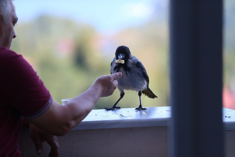 Ordu'da karga ile dost olan fındık üreticisi akıllara Yaren Leylek ile Adem Amca'yı getirdi... - Resim: 4