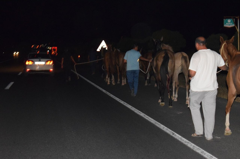 Malatya'da çiftlikten kaçan onlarca yarış atı otoyolu birbirine kattı - Resim: 5