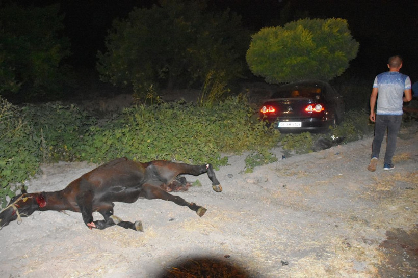 Malatya'da çiftlikten kaçan onlarca yarış atı otoyolu birbirine kattı - Resim: 1