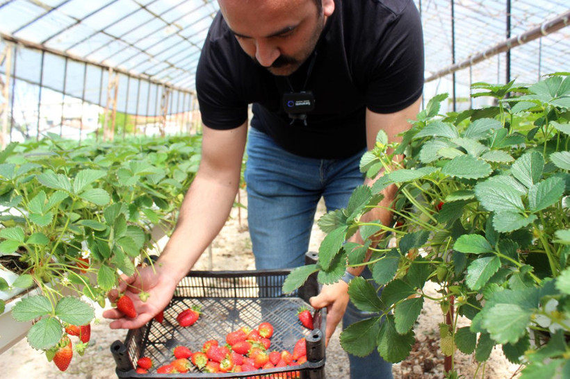 Hatay'da topraksız çilek üretiyor! Yılda ortalama 300 bin lira kazanıyor - Resim: 6