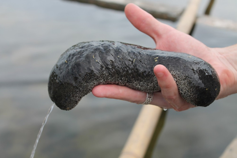 1400 kilo deniz patlıcani ele geçirildi - Resim: 4