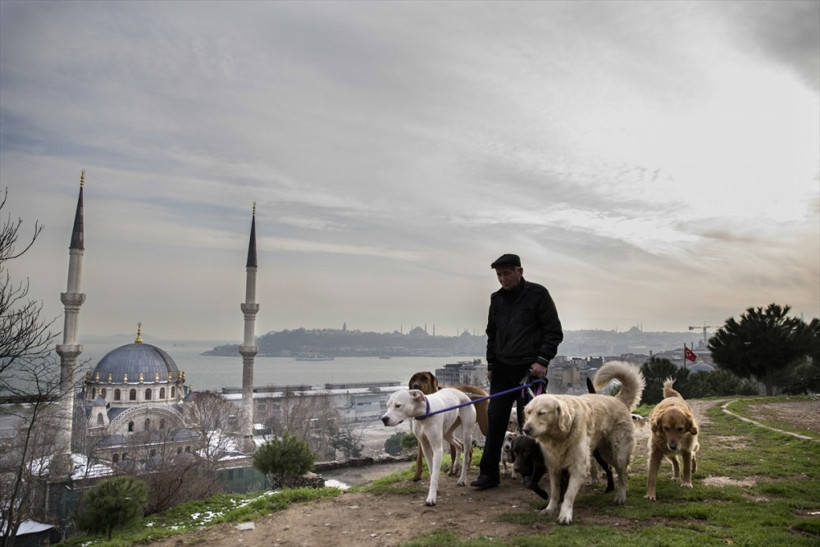 20 yıllık çoban olan Bayram Kozat mesleğini özleyince... - Resim: 1