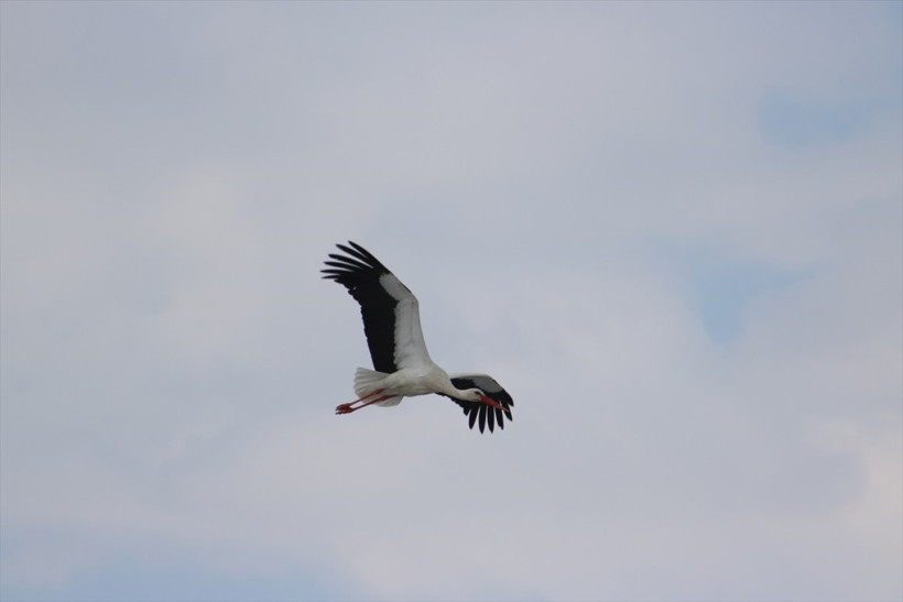 Leylekler Vadisi'nde ilginç manzara harekete geçirdi! - Resim: 4