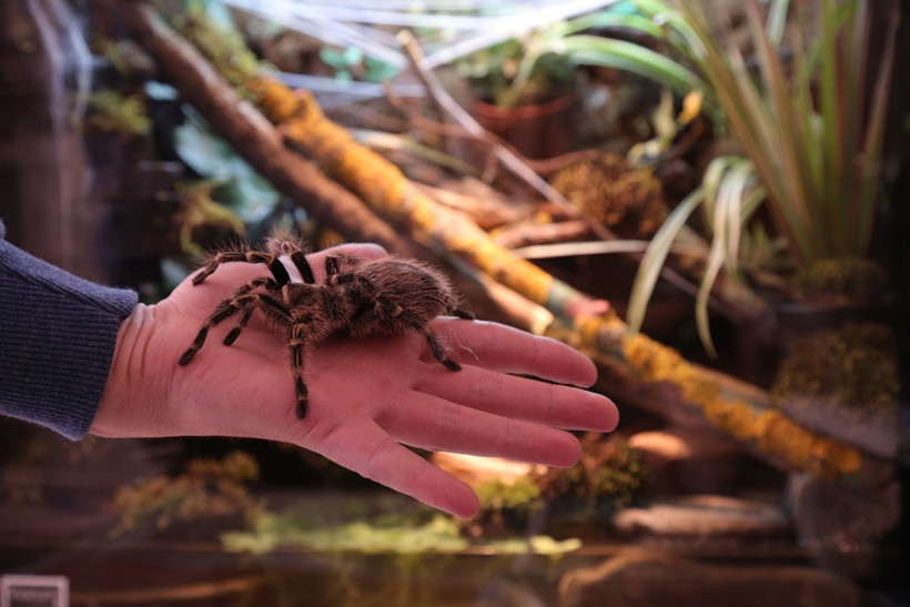 Çocukluğundan beri tarantula biriktiren adam! - Resim: 1