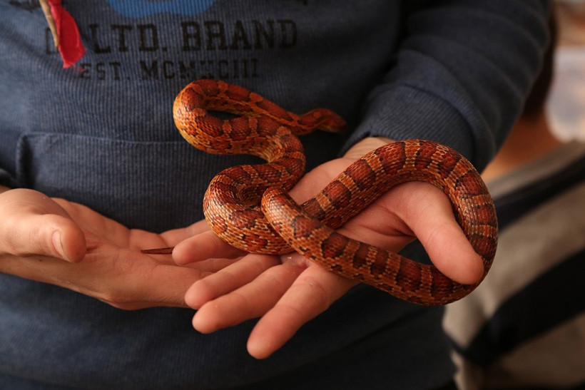 Çocukluğundan beri tarantula biriktiren adam! - Resim: 2