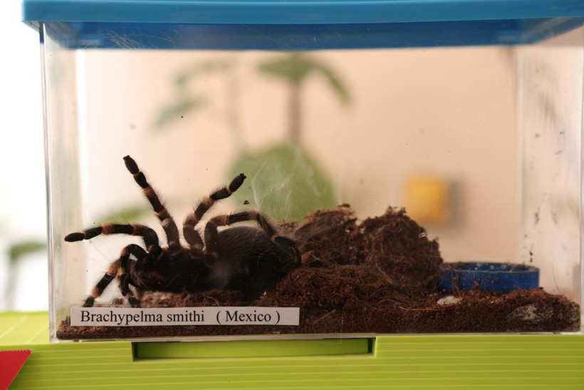Çocukluğundan beri tarantula biriktiren adam! - Resim: 4