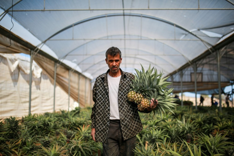 Gazze'de ilk kez ananas üretildi - Resim: 2