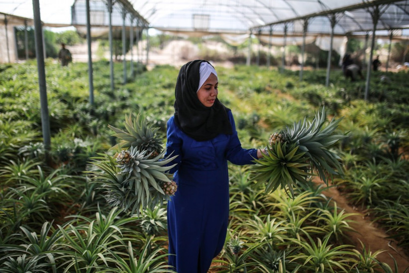 Gazze'de ilk kez ananas üretildi - Resim: 3