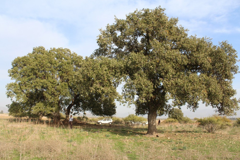 Kayı Boyu damgalı mezar taşları bulundu - Resim: 1