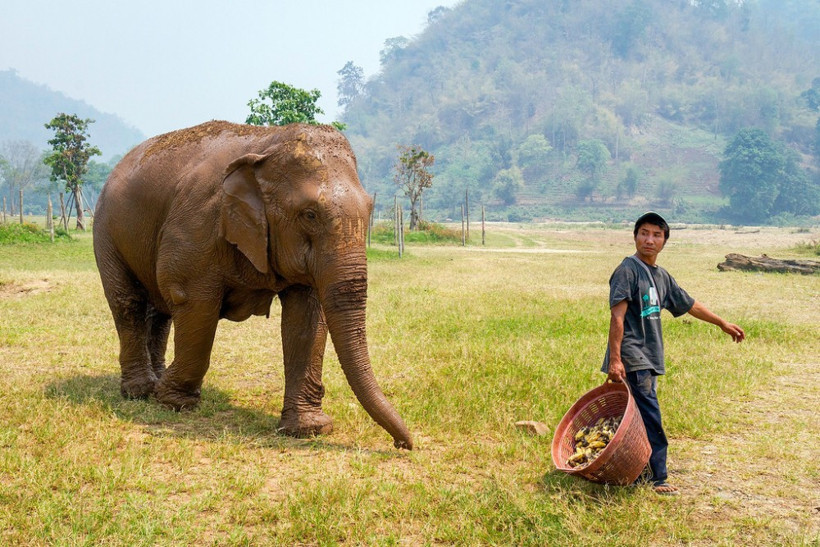 Sahibinin üstüne oturup öldürdü - Resim: 2