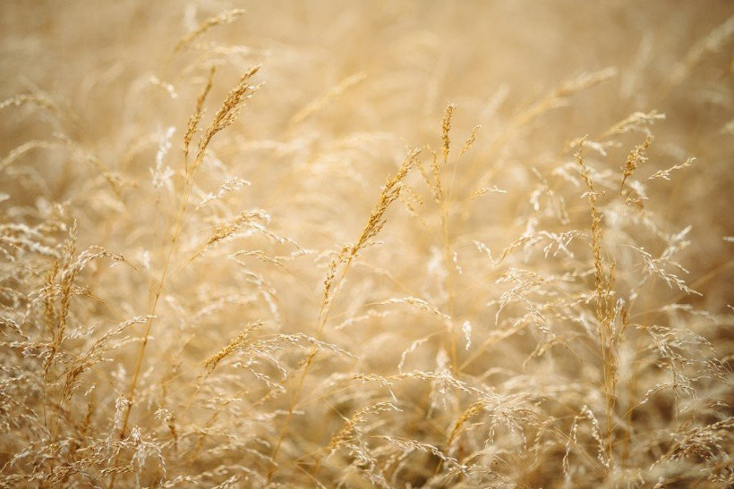 Bakanlık açıkladı: Bu bitkilere dikkat! - Resim: 4