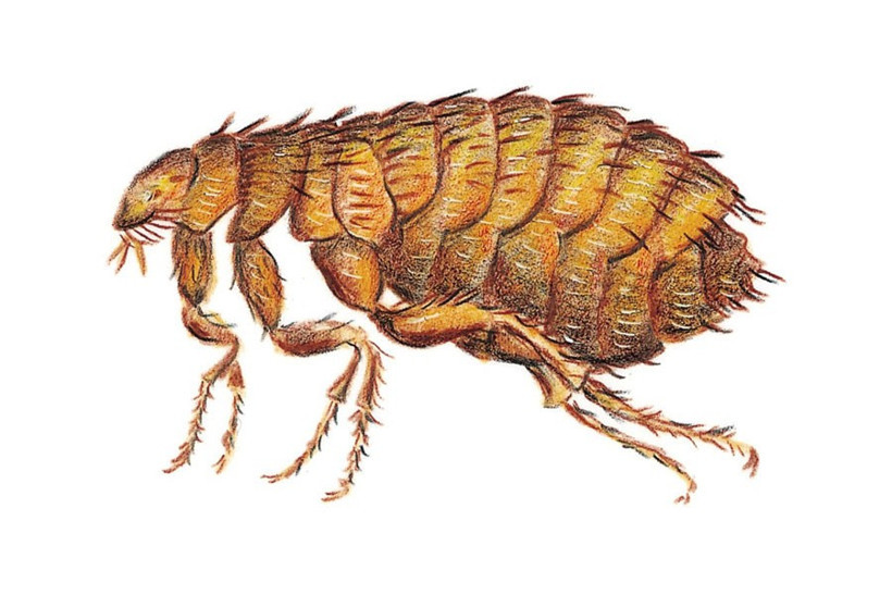 ABD'de veba alarmı: Halka uyarı yapıldı - Resim: 1