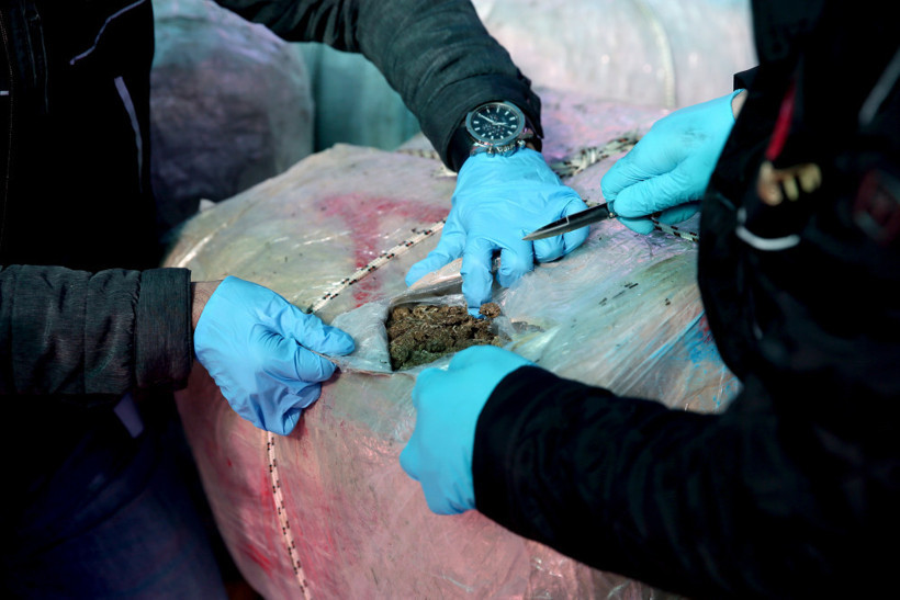 1,5 ton genetiği değiştirilmiş esrar ele geçirildi - Resim: 2