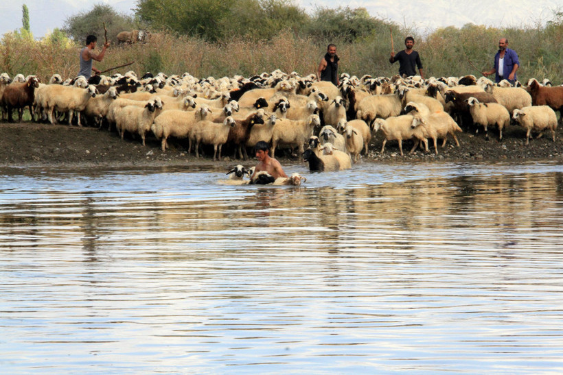 Erzincanlı çobanın çilesi! Yayla dönüşü, hayvanlarını bakın nereden geçiriyor - Resim: 3