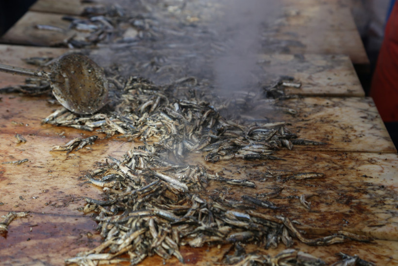 Ordu'da 'Hamsi Şenliği' düzenlendi - Resim: 2