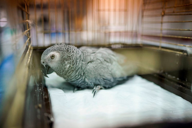 Şiddete maruz kalan papağan tedavi altında - Resim: 1