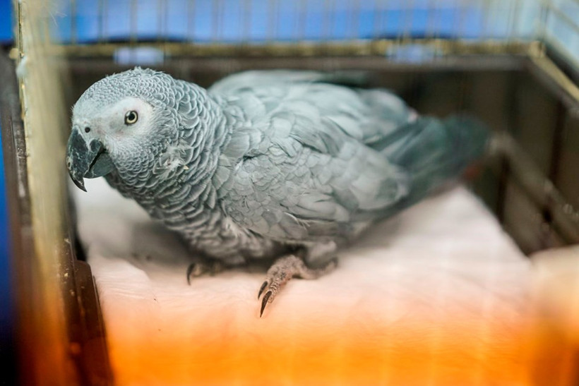 Şiddete maruz kalan papağan tedavi altında - Resim: 3