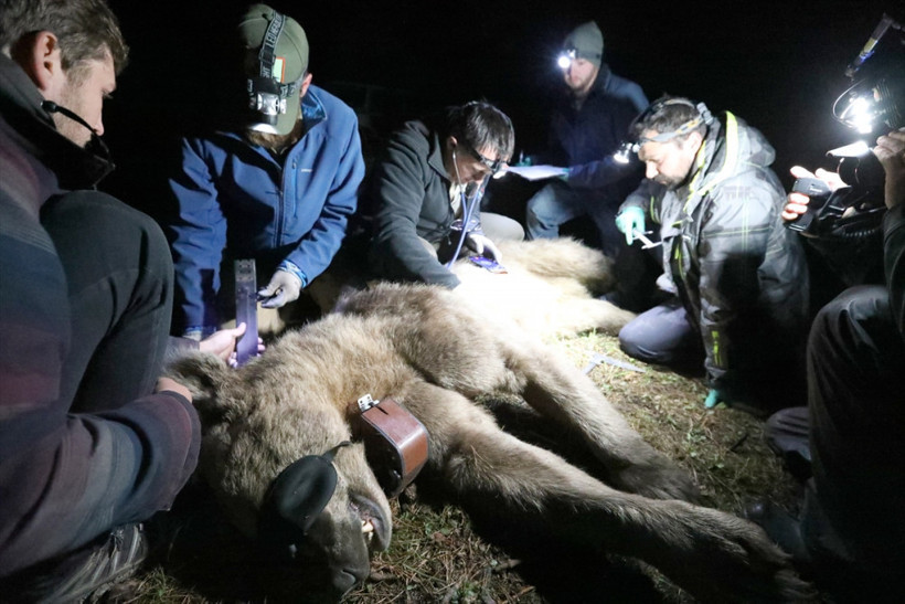 BBC Sarıkamış'ın  yaban hayatını Dünya'ya tanıtacak - Resim: 1