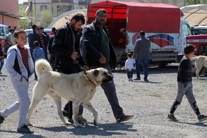 Sivas’ta Kangal köpekleri yarıştı - Resim: 2