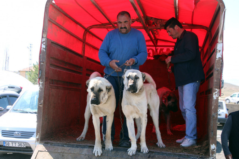 Sivas’ta Kangal köpekleri yarıştı - Resim: 3