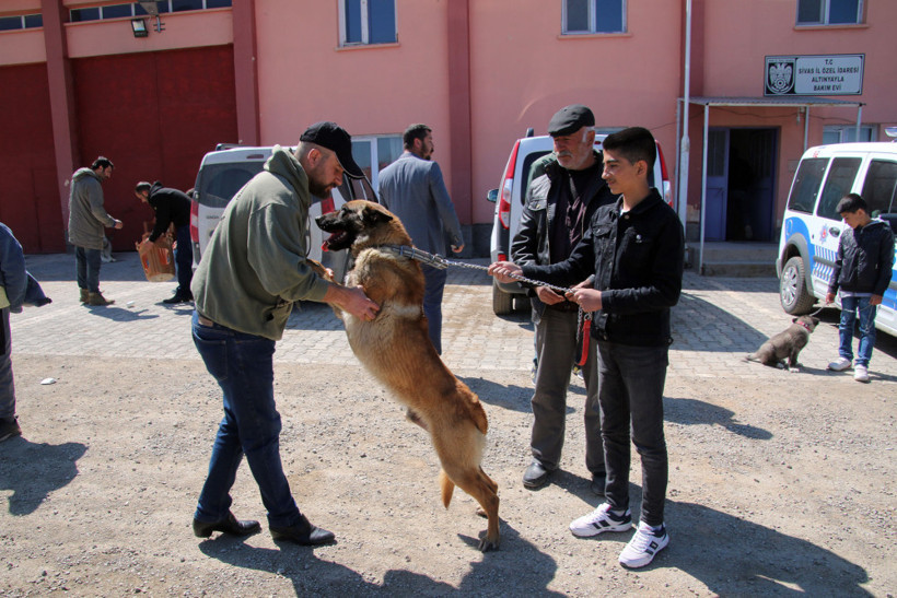 Sivas’ta Kangal köpekleri yarıştı - Resim: 4