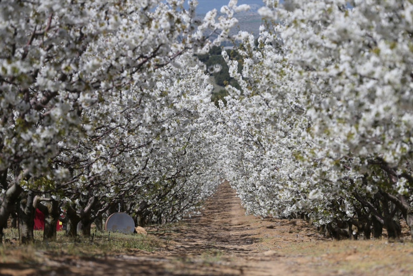 Burası Japonya değil Eskişehir - Resim: 1