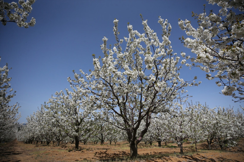 Burası Japonya değil Eskişehir - Resim: 2