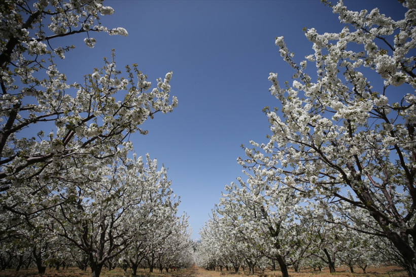 Burası Japonya değil Eskişehir - Resim: 3
