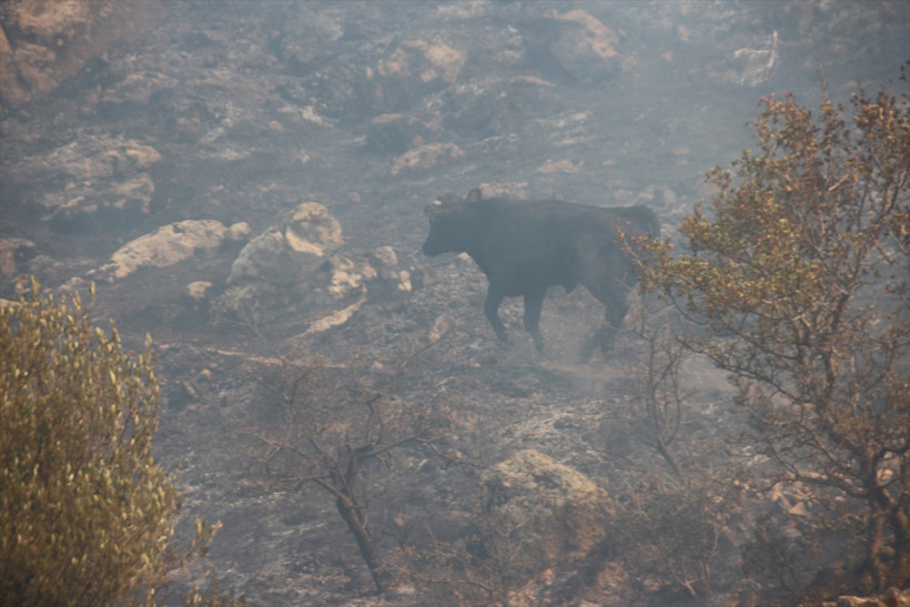 Bodrum'da korku dolu saatler! - Resim: 4