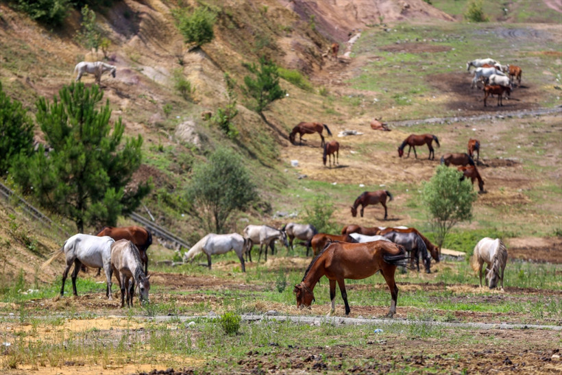 Haftalardır Beykoz'da bekliyorlardı: Karar verildi! - Resim: 1