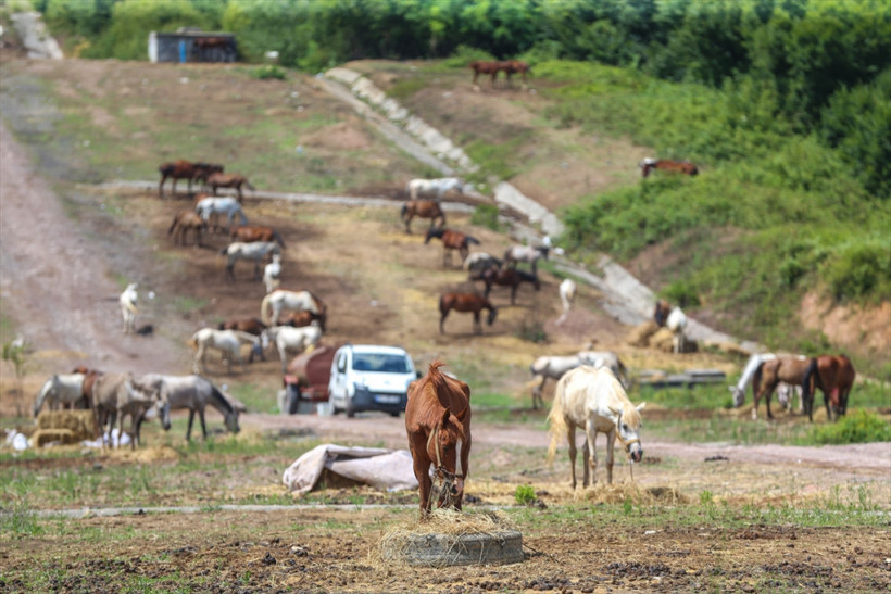 Haftalardır Beykoz'da bekliyorlardı: Karar verildi! - Resim: 2