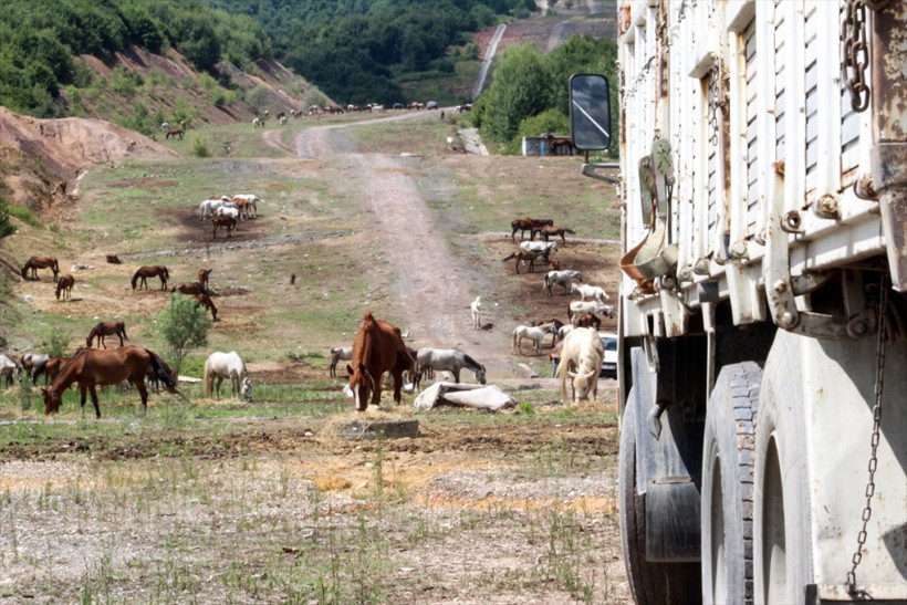 Haftalardır Beykoz'da bekliyorlardı: Karar verildi! - Resim: 4