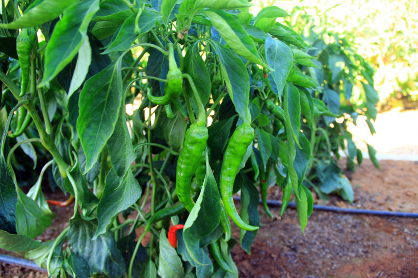 Muğla'da yerel tohum merkezi açıldı - Resim: 4