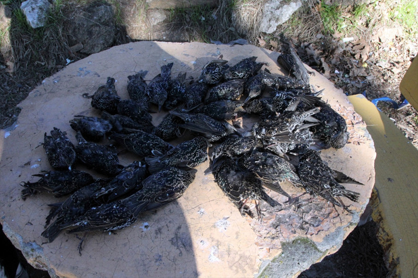 Sığırcık kuşlarının esrarengiz ölümü! Hastane bahçesi onlarla doldu - Resim: 1