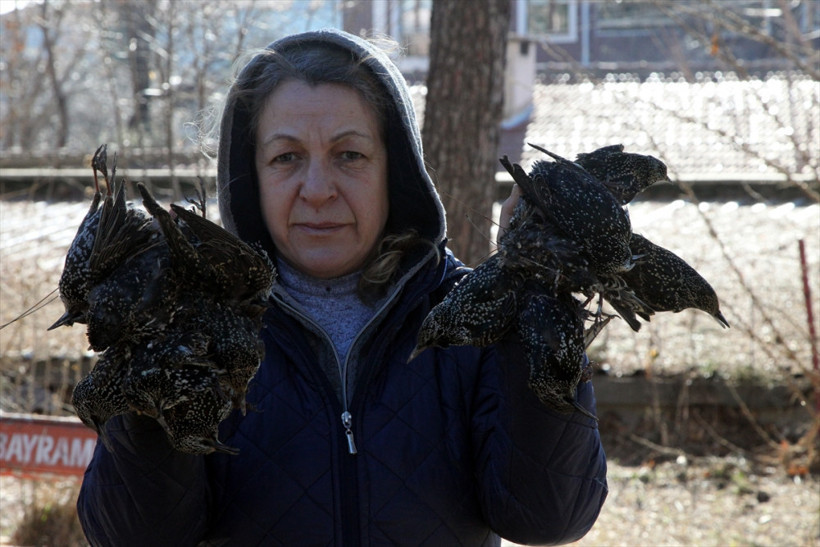 Sığırcık kuşlarının esrarengiz ölümü! Hastane bahçesi onlarla doldu - Resim: 3