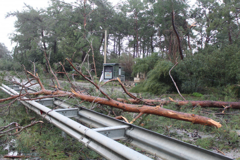 Antalya'da hortum felaketi! Yollar kapandı ağaçlar devrildi ölü ve yaralılar var - Resim: 2