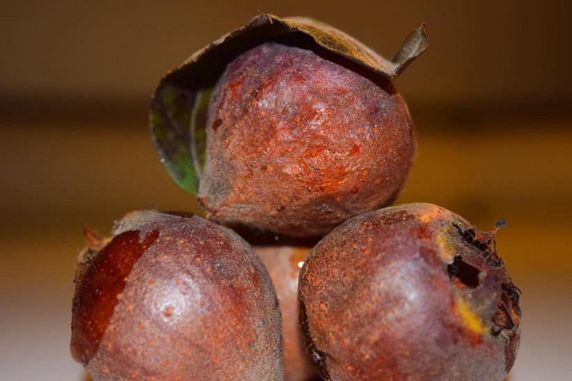 Grip ve bronşitin salgını var muşmula yiyin çare onda - Resim: 4