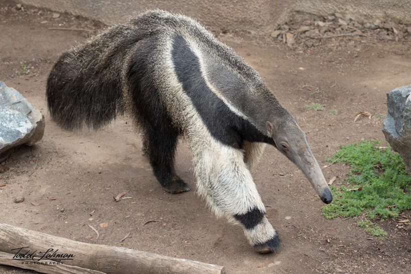 Bu hayvanın eti eşsiz! Satışı yasaktı 30 ton karıncayiyen bulundu - Resim: 1