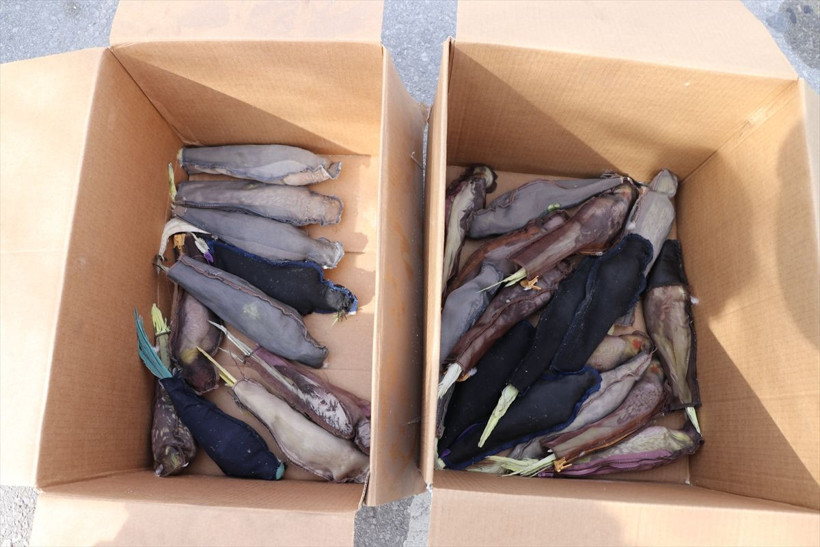 26 papağanı ilaçla uyutup Edirne'de sınır kapısından geçirmek istedi - Resim: 1