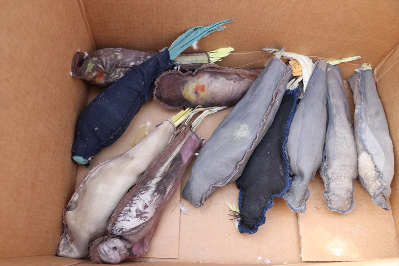 26 papağanı ilaçla uyutup Edirne'de sınır kapısından geçirmek istedi - Resim: 2