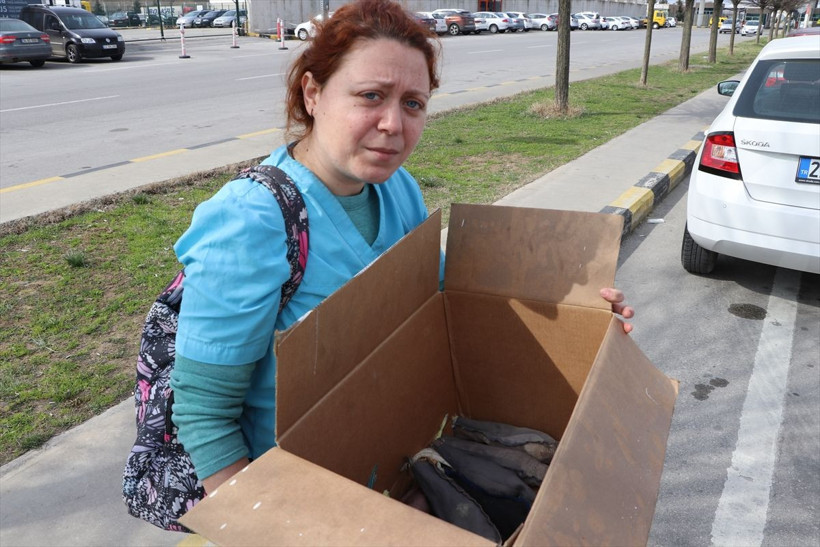 26 papağanı ilaçla uyutup Edirne'de sınır kapısından geçirmek istedi - Resim: 3