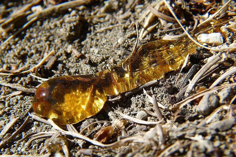 Gramla satılıyor astıma bronşite iyi geliyor aktarda - Resim: 4