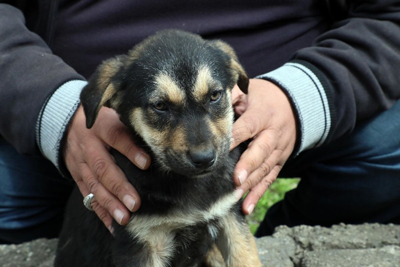 Rize'de köpeğe suni teneffüs yapan vatandaş konuştu - Resim: 4