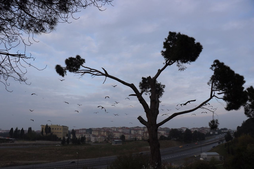 İstanbul'a ilkbaharın habercisi leyleklerle geldi - Resim: 3