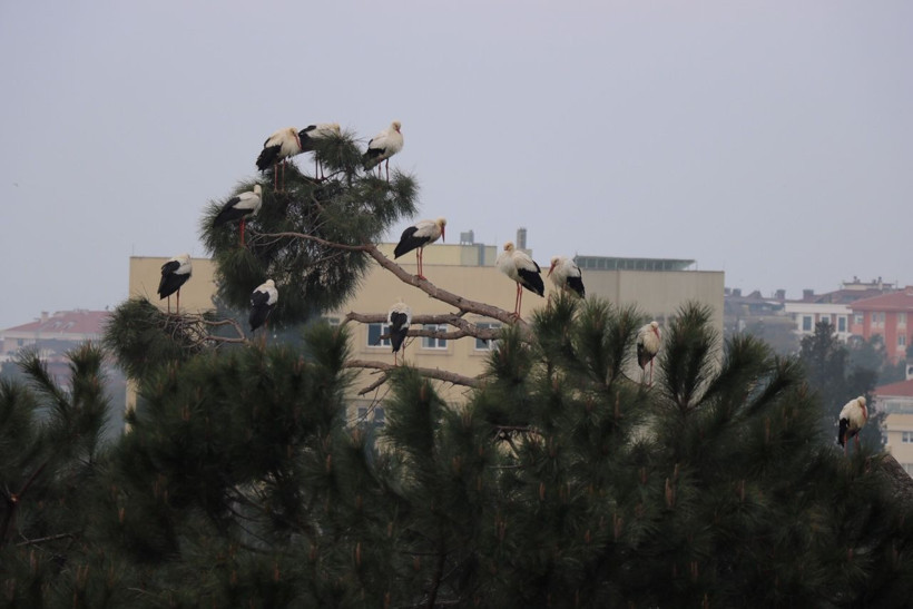 İstanbul'a ilkbaharın habercisi leyleklerle geldi - Resim: 4