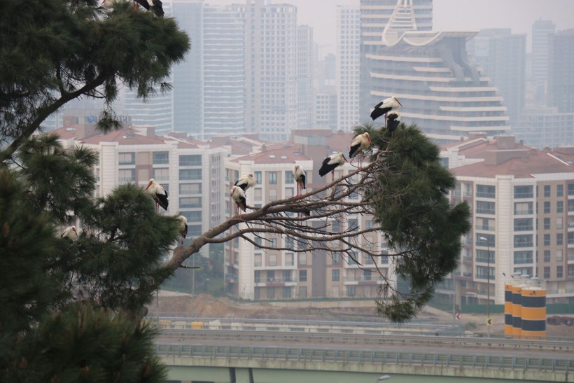 İstanbul'a ilkbaharın habercisi leyleklerle geldi - Resim: 1