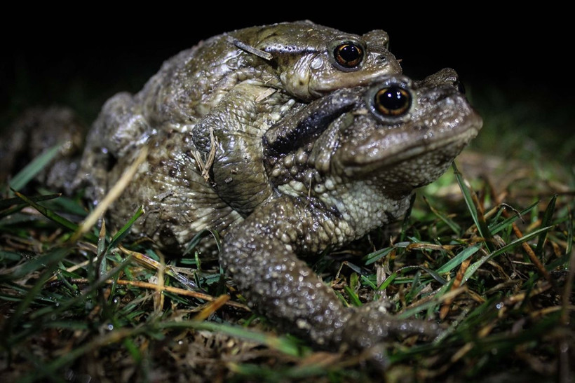 5 bin yıldır çiftleşmek için geliyorlar! Kurbağalara alt geçit yapılıyor - Resim: 1